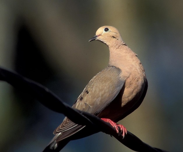 Texas tendrá la cacería más larga de palomas