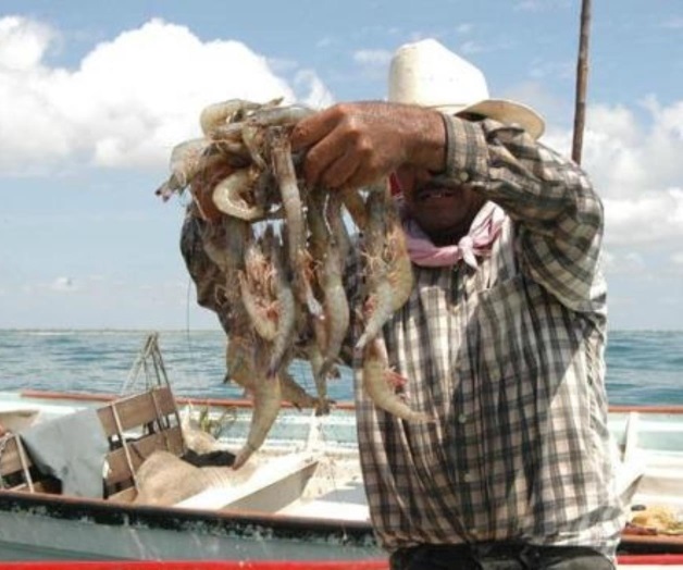 Están por definir veda de camarón