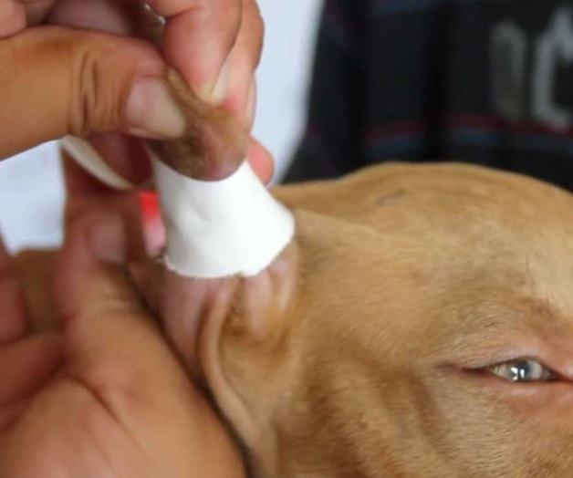 Podría ser delito cortar orejas y cola a perros