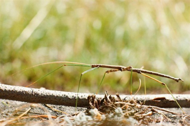 Encuentran en China al insecto más largo del mundo