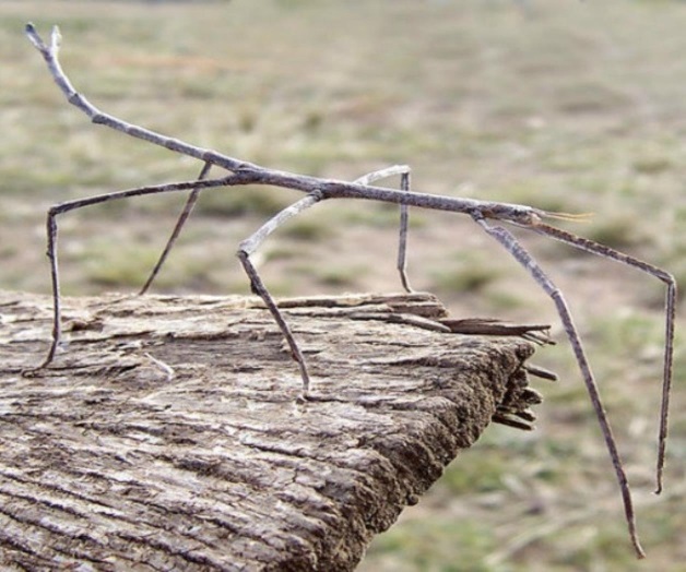 Encuentran en China al insecto más largo del mundo Encuentran en China al insecto más largo del mundo
