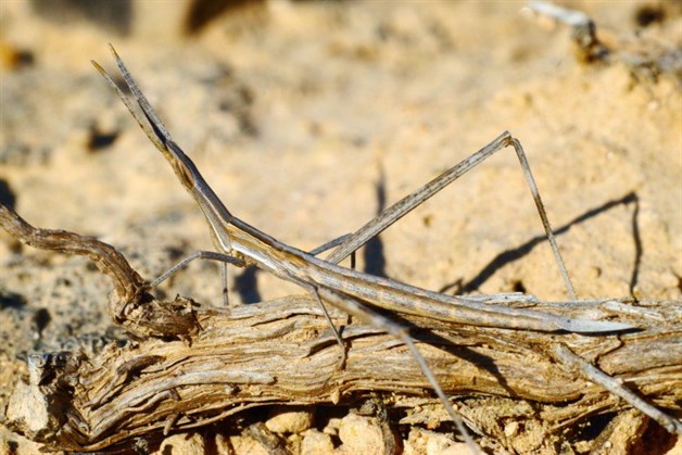 Encuentran en China al insecto más largo del mundo