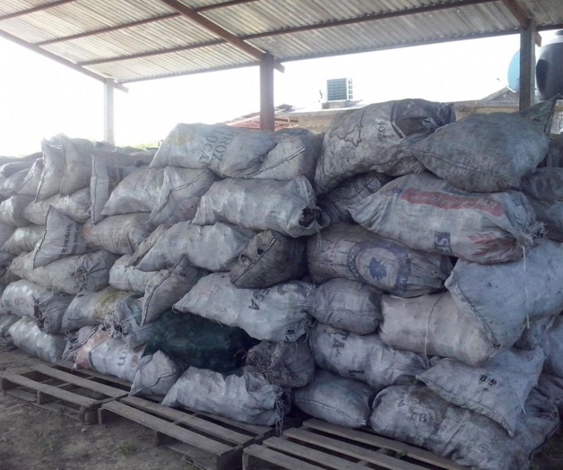 Refuerzan vigilanciapara combatir la tala Refuerzan vigilanciapara combatir la tala