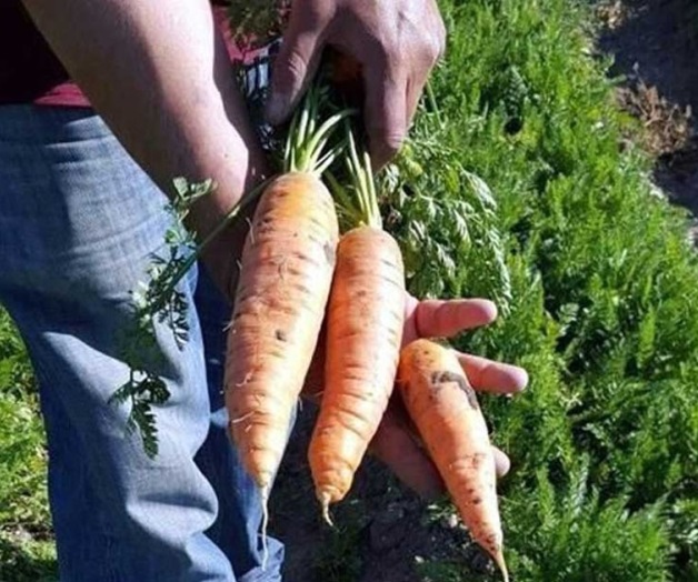 Van zanahorias jumbo a EU; vuelven babys