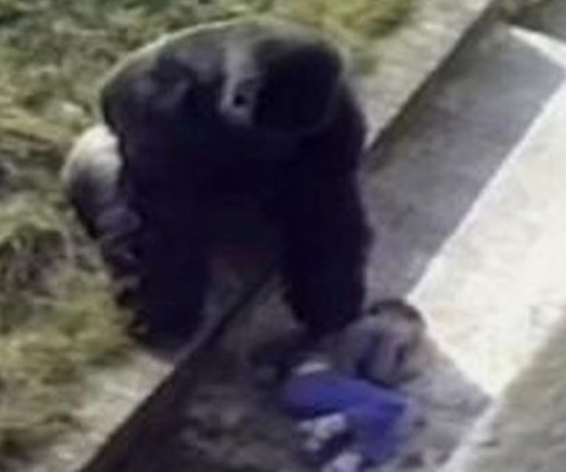 Desata polémica sacrificio de gorila por salvar a niño 