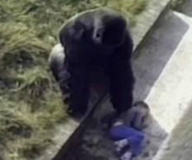 Matan a un gorila de zoológico para salvar a un niño