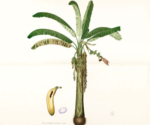 Desarrollan con plátano láminas ‘verdes’