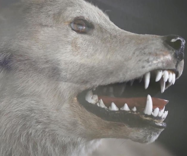 Fueron perros domesticados en UE y Asia