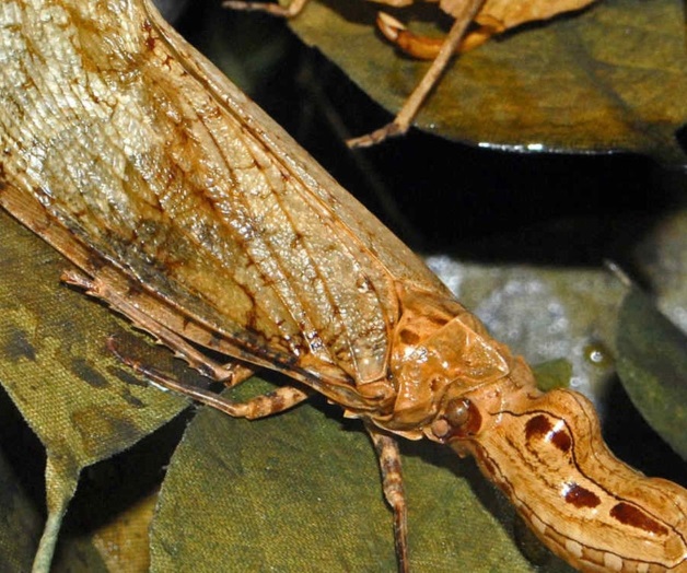 La machaca, el temible insecto que obliga a hacer el amor para salvar la vida La machaca, el temible insecto que obliga a hacer el amor para salvar la vida