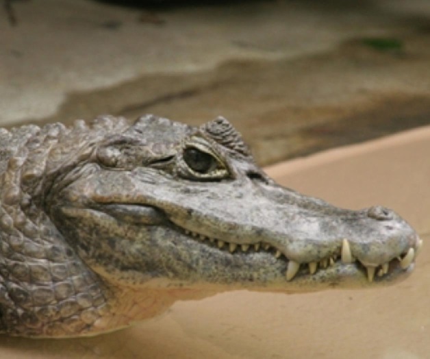 Caimán devoró a niño en lago de Disney World Orlando