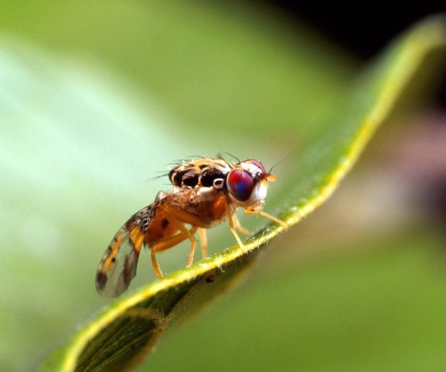 Detectan la mosca mexicana de la fruta