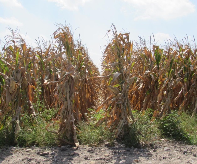 Exigen pago de apoyoa la inducción del maíz