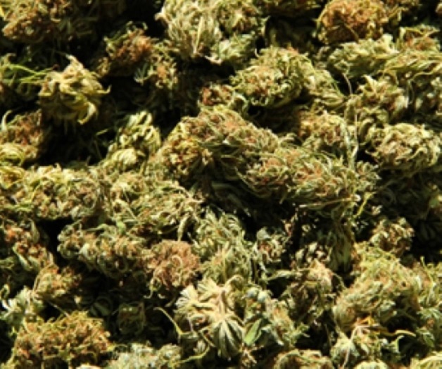 Policía Federal destruye plantío de mariguana en Baja California