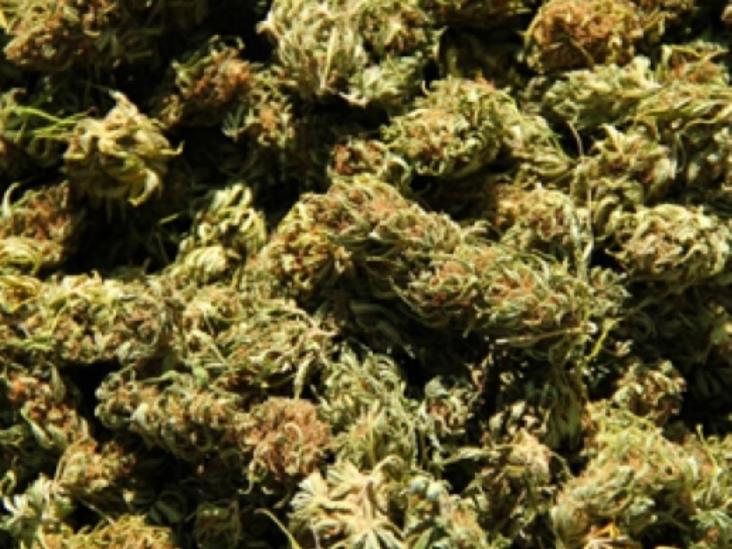 Policía Federal destruye plantío de mariguana en Baja California Policía Federal destruye plantío de mariguana en Baja California
