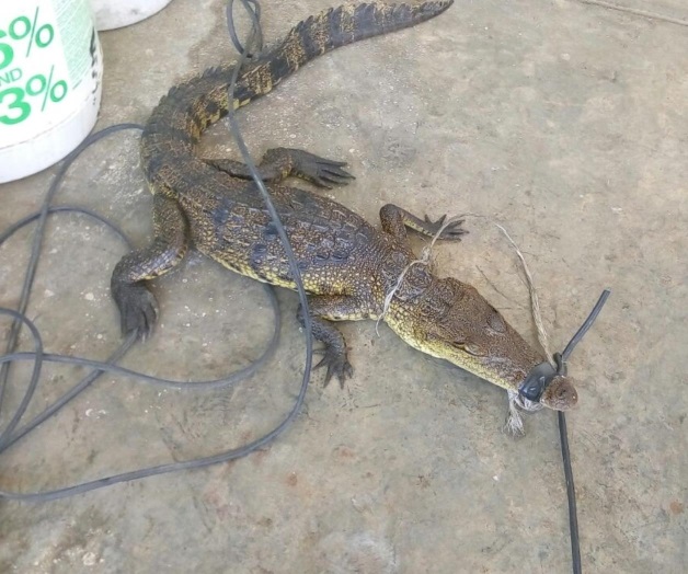 Salen los cocodrilos de su hábitat, por inundaciones