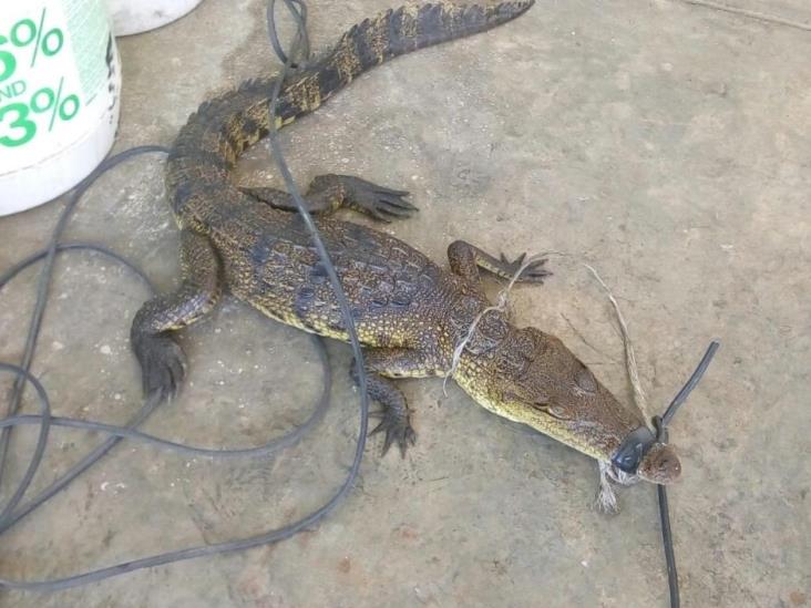 Salen los cocodrilos de su hábitat, por inundaciones Salen los cocodrilos de su hábitat, por inundaciones