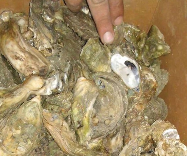 Sugieren no consumir moluscos crudos Sugieren no consumir moluscos crudos