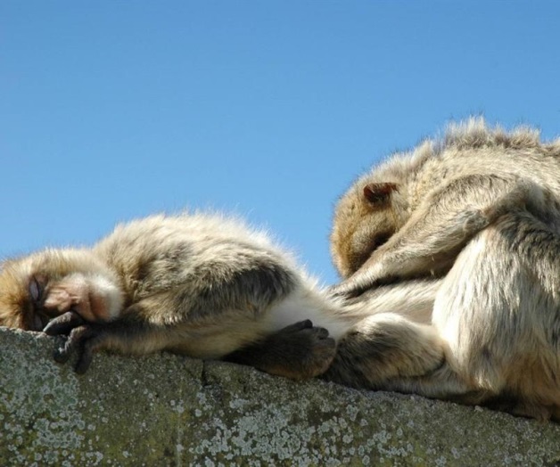 Monos y humanos reducen su círculo social al envejecer