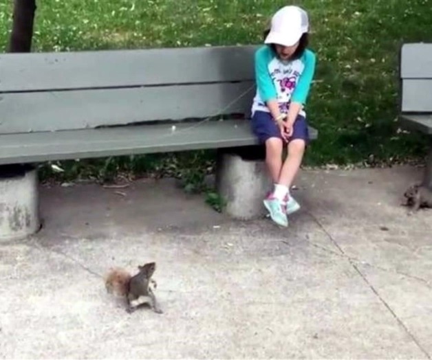 Quita diente flojo a niña ¡una ardilla! Quita diente flojo a niña ¡una ardilla!