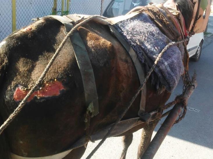 Mundo cruel; pobre caballo Mundo cruel; pobre caballo