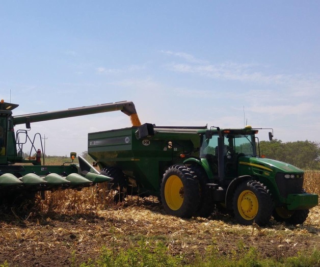 Consideran añocomo ‘maicero’ Consideran añocomo ‘maicero’