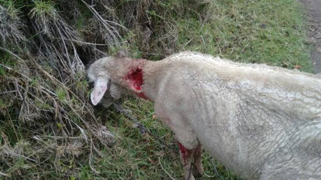 El Chupacabras ataca a ranchos de Colombia