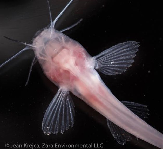 Un pez mexicano: la pista sobre un pasadizo subterráneo en la frontera (que no es de El Chapo)