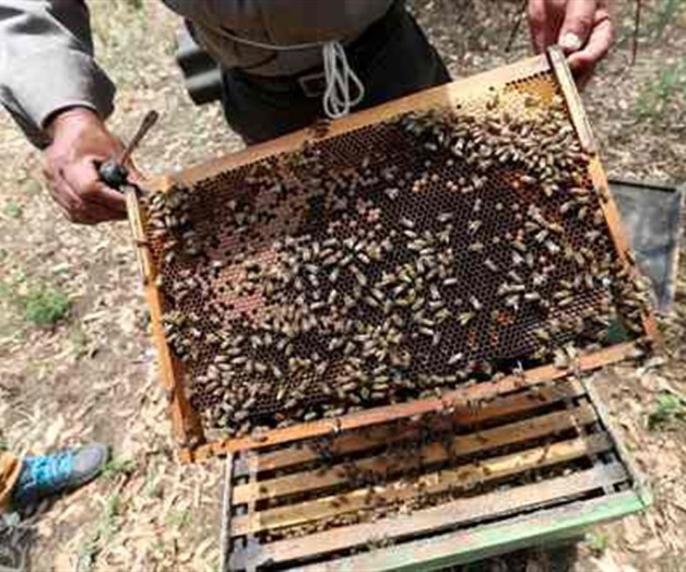 Focos rojos por la muerte de miles de abejas en siete estados