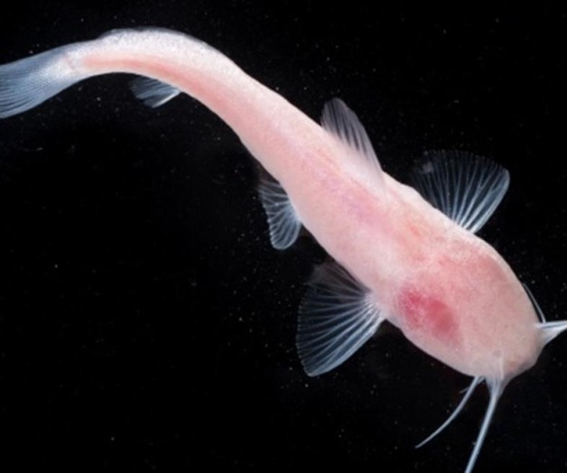 Un pez mexicano: la pista sobre un pasadizo subterráneo en la frontera (que no es de El Chapo)