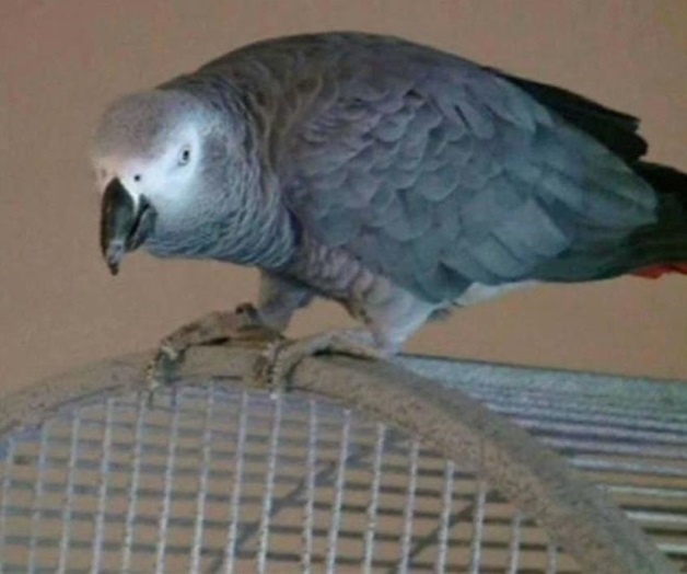 Un loro puede convertirse en testigo clave para resolver un asesinato