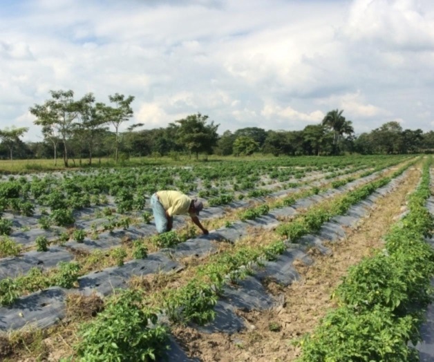 Competencia en agro, con Brasil y Estados Unidos