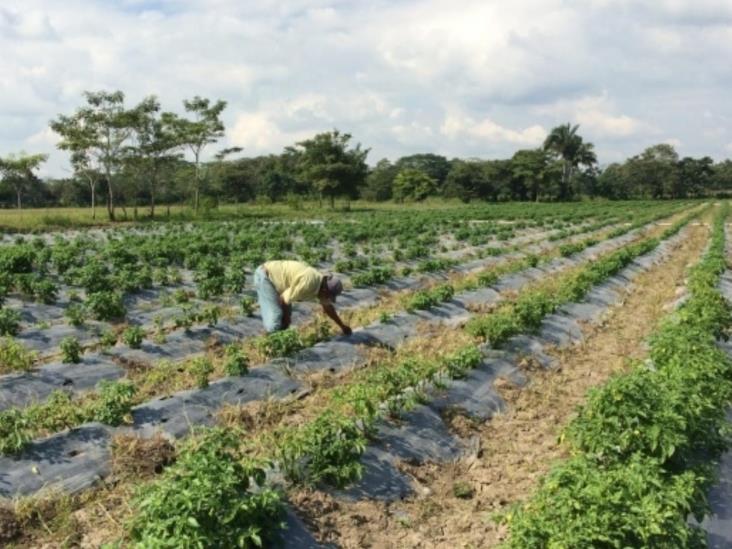 Competencia en agro, con Brasil y Estados Unidos Competencia en agro, con Brasil y Estados Unidos