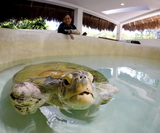 Se mantiene esfuerzo de conservación de tortuga marina en Cozumel