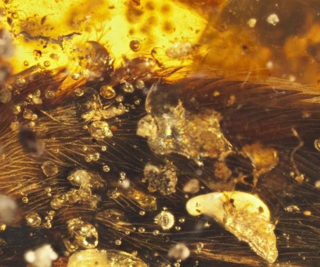 Las aves ya volaban con plumas modernas antes de la extinción de los dinosaurios