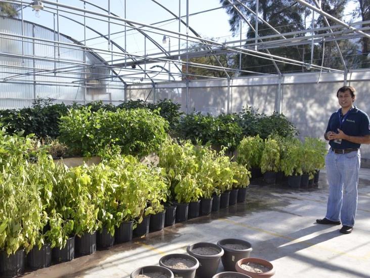 Buscan soya más productiva; En el Centro de Biotecnología Genómica Buscan soya más productiva; En el Centro de Biotecnología Genómica