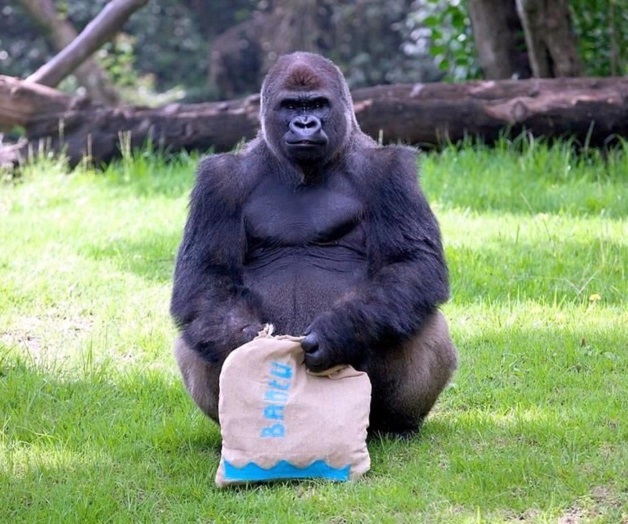 Intentaron reanimar a Bantú