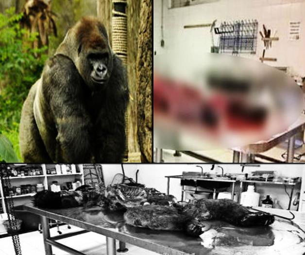 La necropsia de gorila Bantú, toda una carnicería
