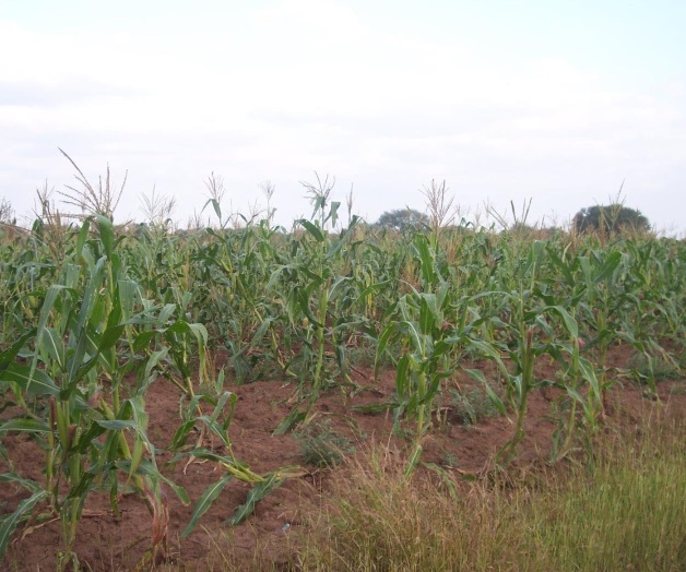 Estiman en 2 millonesde toneladas de sorgo