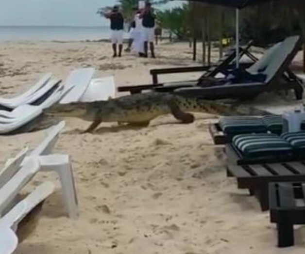 VIDEO: Cocodrilo se ‘pasea’ por las playas de Cozumel