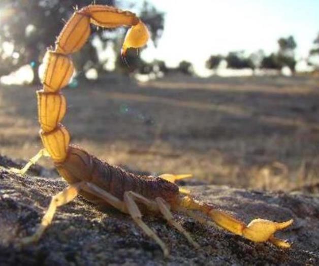 Puebla reportó cuatro mil casos por picadura de alacrán en siete meses