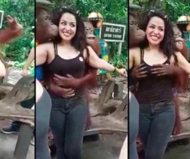 Orangután aprovechado toca senos a mujer en el zoológico (VIDEO)