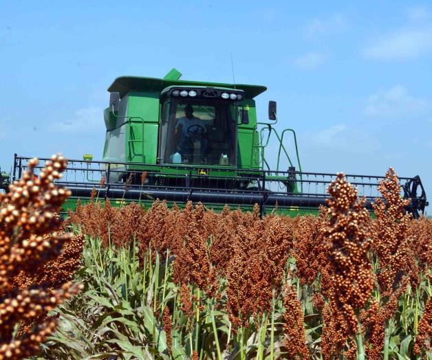 Productores de Tamaulipas superan meta en cosecha de sorgo