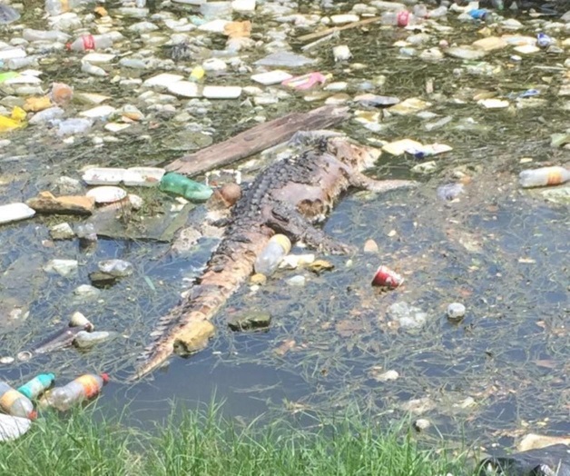 Matan a cocodriloy lo lanzan a canal Matan a cocodriloy lo lanzan a canal