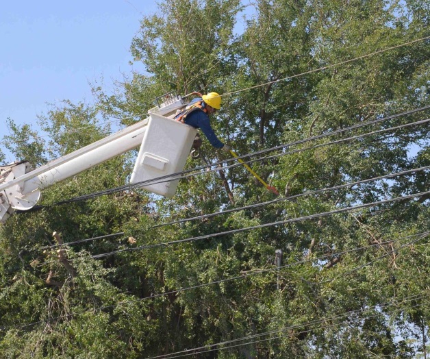 Poda CFE 200 árboles al día; Para evitar apagones