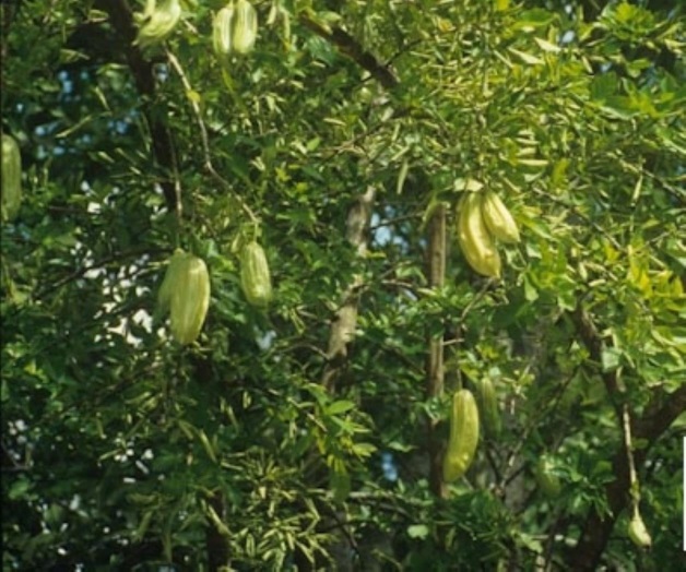 Estudiantes crean método para aprovechar propiedades del cuajilote Estudiantes crean método para aprovechar propiedades del cuajilote