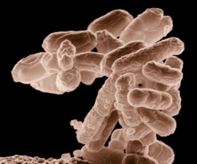 Científicos usan bacterias ácido-lácticas contra organismos patógenos