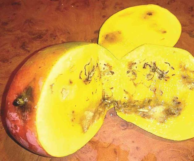 Detectan plaga en mangos; aparentan ser sanos
