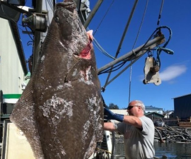 Capturan halibut gigante en Alaska