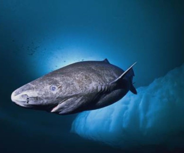 El tiburón que vive cuatro siglos