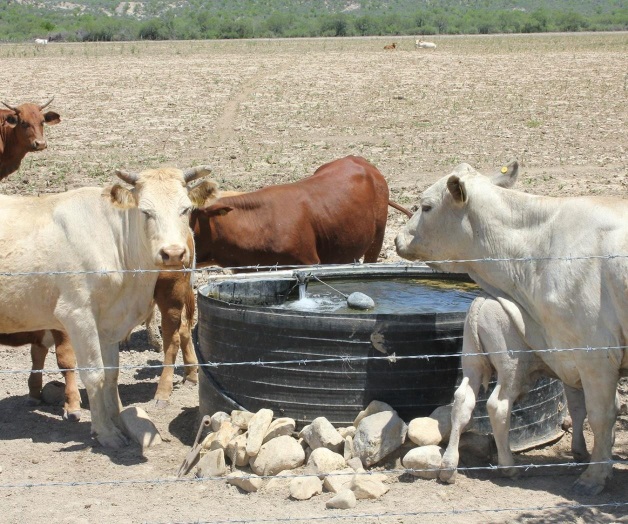 Inmunizan el ganado bovino por casos de rabia paralítica